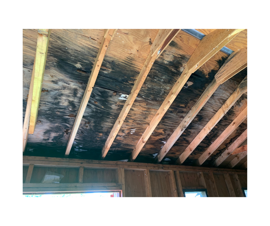 Mold Remediation on Long Island